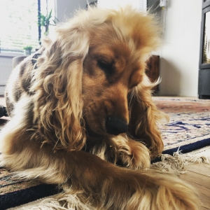 Bowie, de Engelse Cocker Spani&euml;l