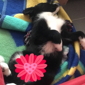 Bowie, de Zeer leuke kruisingen