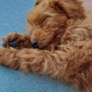 Buddy, de Uitzonderlijke aanbieding