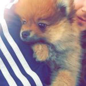 Bumpy, le Spitz Nain2