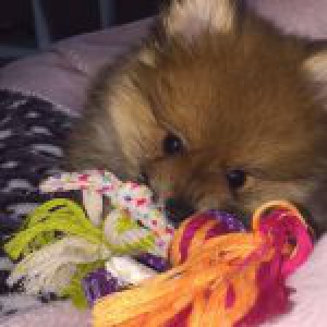Bumpy, le Spitz