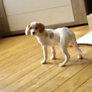 Caly, le Beagle