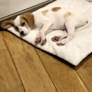 Caly, le Beagle