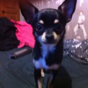 Canaille, le Chihuahua