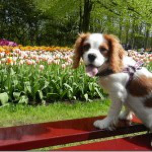 Canelle, notre Cavalier