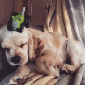 Chanel, de Amerikaanse Cocker