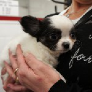 Chanel, de Chihuahua A