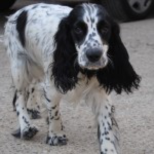 Chanel, le Cocker Anglais