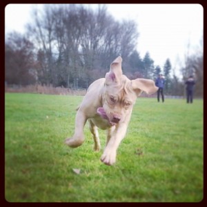 Chanel, le Dogue de Bordeaux2