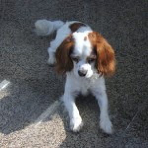 Charlie, de Cavalier King Charles