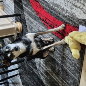 Choco, de Dwergpinscher