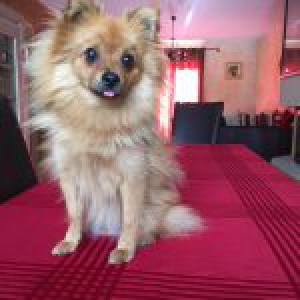 Choupette, le Spitz Nain