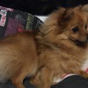 Choupette, le Spitz Nain