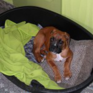 Clio, de Boxer A