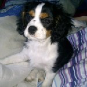 Coockie, notre Cavalier