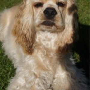 Cooper, de Amerikaanse Cocker