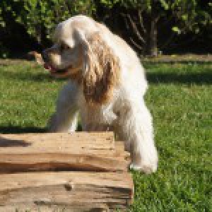 Cooper, de Amerikaanse Cocker