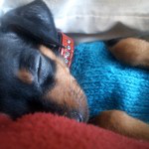 Dainty, de Dwergpinscher