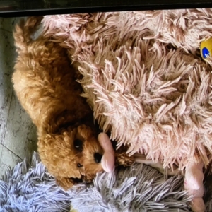 Daisey, de Uitzonderlijke aanbieding