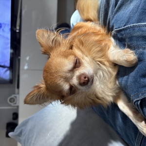 Daisy, de Chihuahua