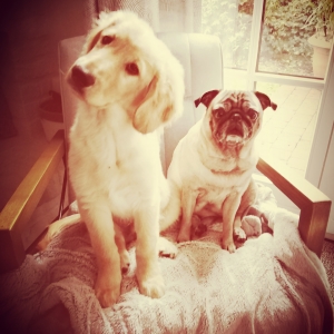 Darwin en Molly, de Zeer leuke kruisingen