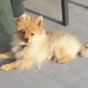 Diesel, de dwergkees A