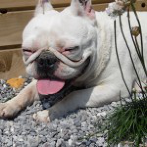 Gipsy, de Franse bulldog