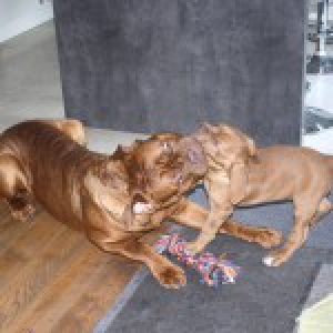 Dogues de Bordeaux, Falco & Cara
