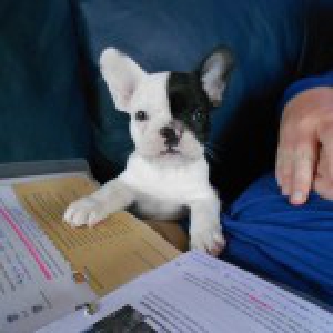 Draco, de Franse Bulldog