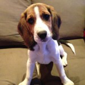 Dribbel, de Beagle