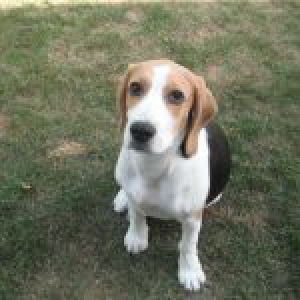 dribbel, onze Beagle
