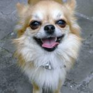 Dushi en Hummer, de Chihuahua's