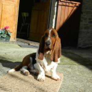Edgar, le Basset Hound