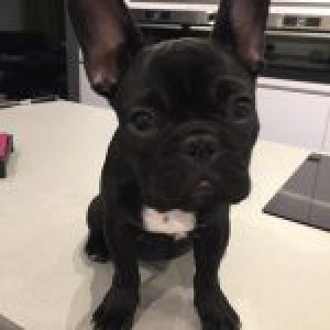 Falco (Aaron), le Bouledogue Fran&ccedil;ais