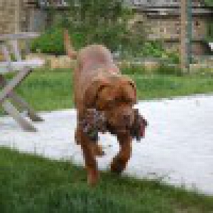 Falco, le Dogue de Bordeaux2