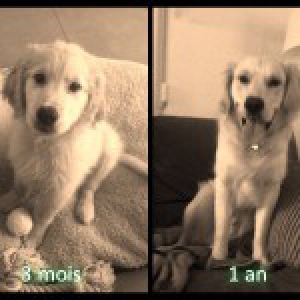 Falco, le Golden Retriever