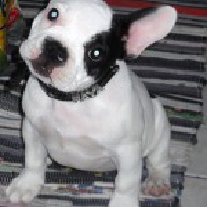 Faya, le Bouledogue Fran&ccedil;ais