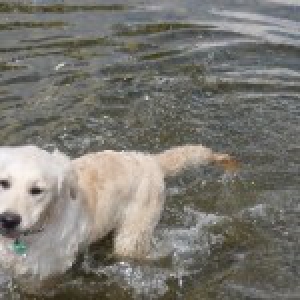 Festo, de Golden Retriever