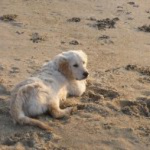 Festo, de Golden Retriever