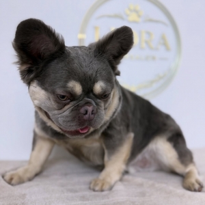 Flufke, de Franse Bulldog