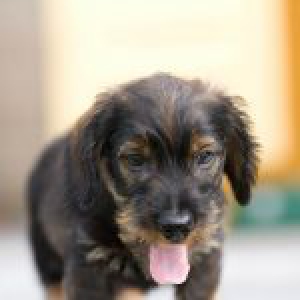 Frodo, de ruwharige Teckel