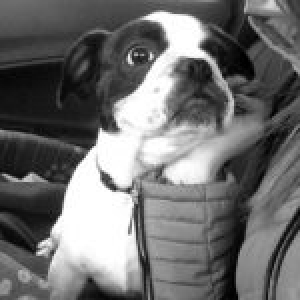 Genzo, le Bouledogue Fran&ccedil;ais