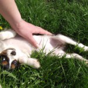 Gheisha, le Cavalier King Charles