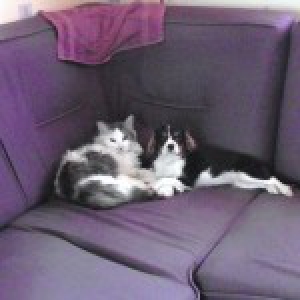 Gheisha, le Cavalier King Charles