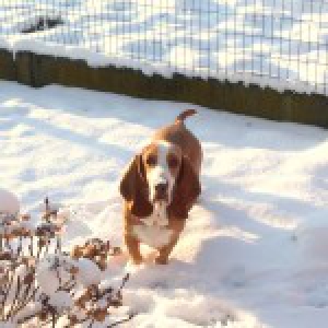 Giggsy, le Basset Hound2