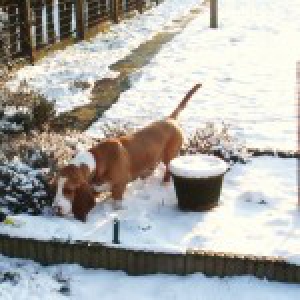 Giggsy, le Basset Hound2