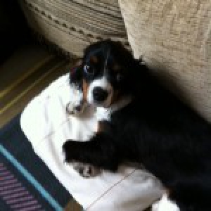 Gigi, notre Cavalier