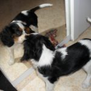 Gloria, le Cavalier King Charles