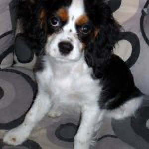 Gloria, le Cavalier King Charles