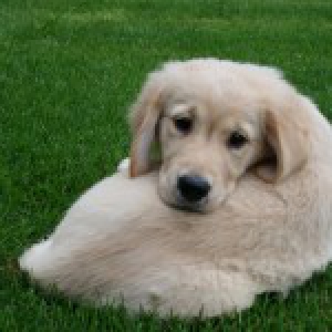 Golden Retriever Smoothie